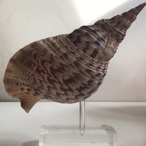 Large shell trumpet for bath or home